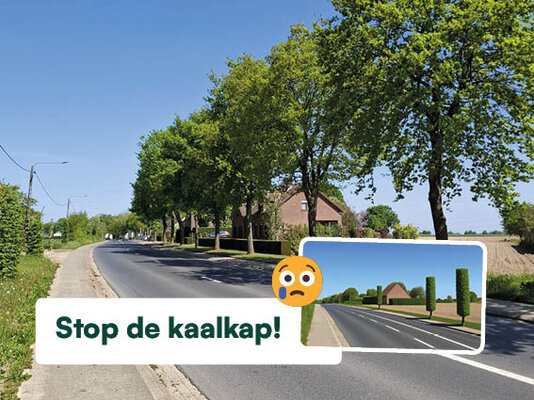 Goudenballekemei2025 petitie