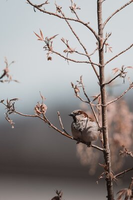 Sparrow 9617024 1280